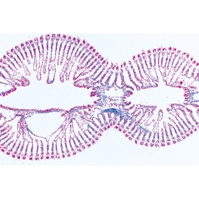 Mollusca - German Slides, 1003871 [W13007], Microscope Slides LIEDER