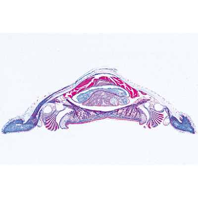Mollusca - Portuguese Slides, 1003873 [W13007P], Microscope Slides LIEDER