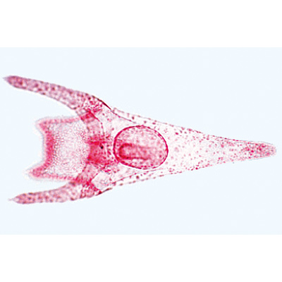 Echinodermata, Bryozoa and Brachiopoda - Portuguese Slides, 1003877 [W13008P], Microscope Slides LIEDER