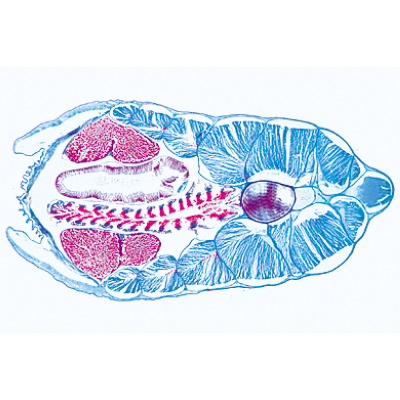 Cephalochordata (Acrania) - German Slides, 1003879 [W13009], Microscope Slides LIEDER