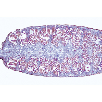 Pteridophytes (Ferns and Fern Allies) - German Slides, 1003900 [W13015], Microscope Slides LIEDER