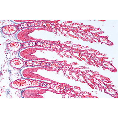 Histology of Vertebrata excluding Mammalia - Portuguese Slides, 1004072 [W13305P], Micro Slides