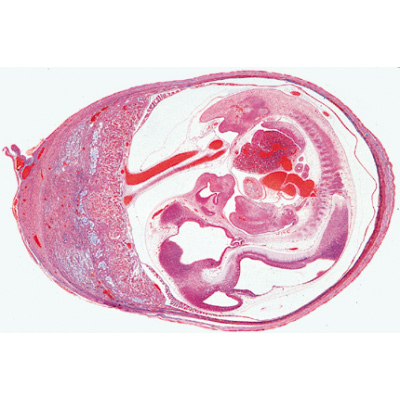 Histology of Mammalia, Supplementary Set - German Slides, 1004078 [W13307], Micro Slides