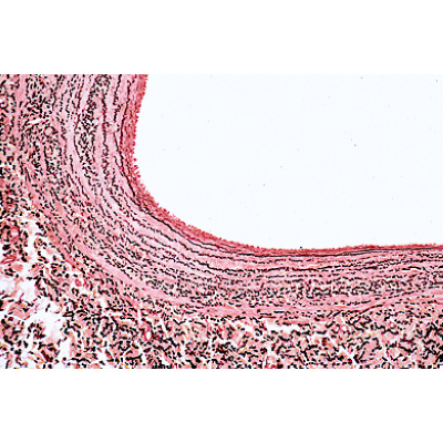 Histology of Mammalia, Elementary Set - English Slides, 1004231 [W13406], Micro Slides