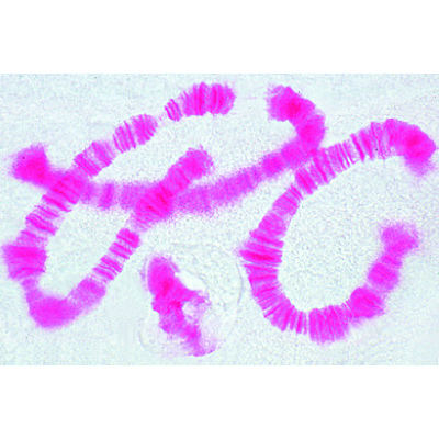 Mitosis and Meiosis Set I, 1013468 [W13456], Human and Animal Cell