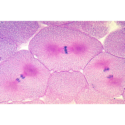 Mitosis and Meiosis Set II, 1013474 [W13457], Plant Cell