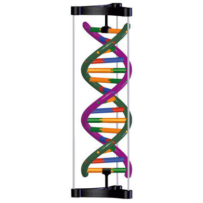 DNA Double Helix Model, Student Kit, 1005300 [W19780], DNA Models