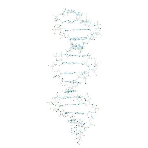 DNA Model, 1005301 [W19800], DNA Models