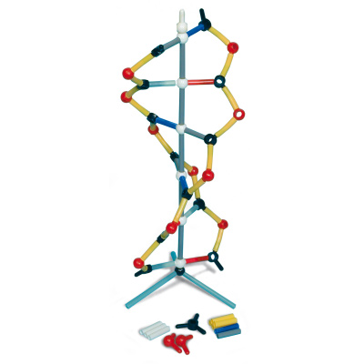 Orbit™ Small DNA, 1005317 [W19820], DNA Models
