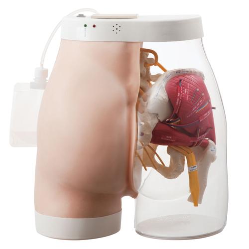 Two-in-One i.m. Injection Model of Buttock, 1005394 [W30503], Intramuscular (I.m.) and Intradermal