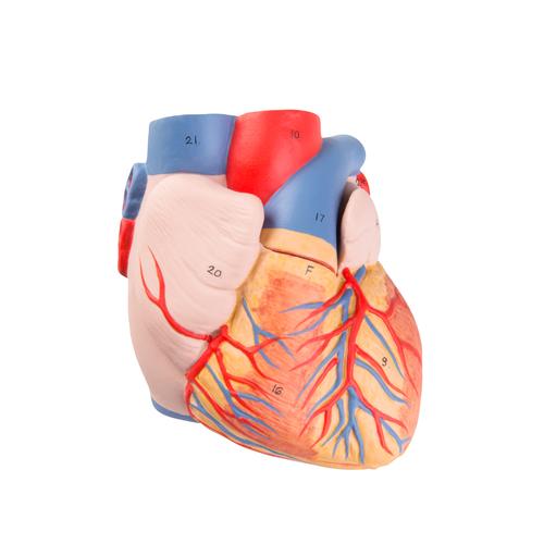 G15: Replacement Heart, 1017297 [XG15-001], Replacements
