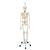 Functional & Physiological Human Skeleton Model Frank on Hanging Stand - 3B Smart Anatomy, 1020180 [A15/3S], Skeleton Models - Life size (Small)