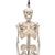 Mini Human Skeleton Model Shorty on Hanging Stand, Half Natural Size - 3B Smart Anatomy, 1000040 [A18/1], Mini Skeleton Models (Small)