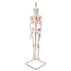 Mini Skeleton Models