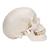 Classic Human Skull Model with Brain, 8-parts - 3B Smart Anatomy, 1020162 [A20/9], Human Skull Models (Small)