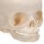Foetal Skull Model, Natural Cast, 30th week of Pregnancy, on Stand - 3B Smart Anatomy, 1000058 [A26], Human Skull Models (Small)