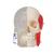 BONElike Human Skull Model, Half Transparent & Half Bony, 8 part - 3B Smart Anatomy, 1000063 [A282], Human Skull Models (Small)