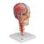 BONElike Human Skull Model, Half Transparent & Half Bony, Complete with Brain & Vertebrae - 3B Smart Anatomy, 1000064 [A283], Vertebra Models (Small)