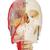 BONElike Human Skull Model, Half Transparent & Half Bony, Complete with Brain & Vertebrae - 3B Smart Anatomy, 1000064 [A283], Human Skull Models (Small)