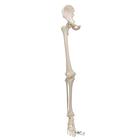 Human Leg Skeleton Model with Hip Bone - 3B Smart Anatomy, 1019366 [A36], Leg and Foot Skeleton Models