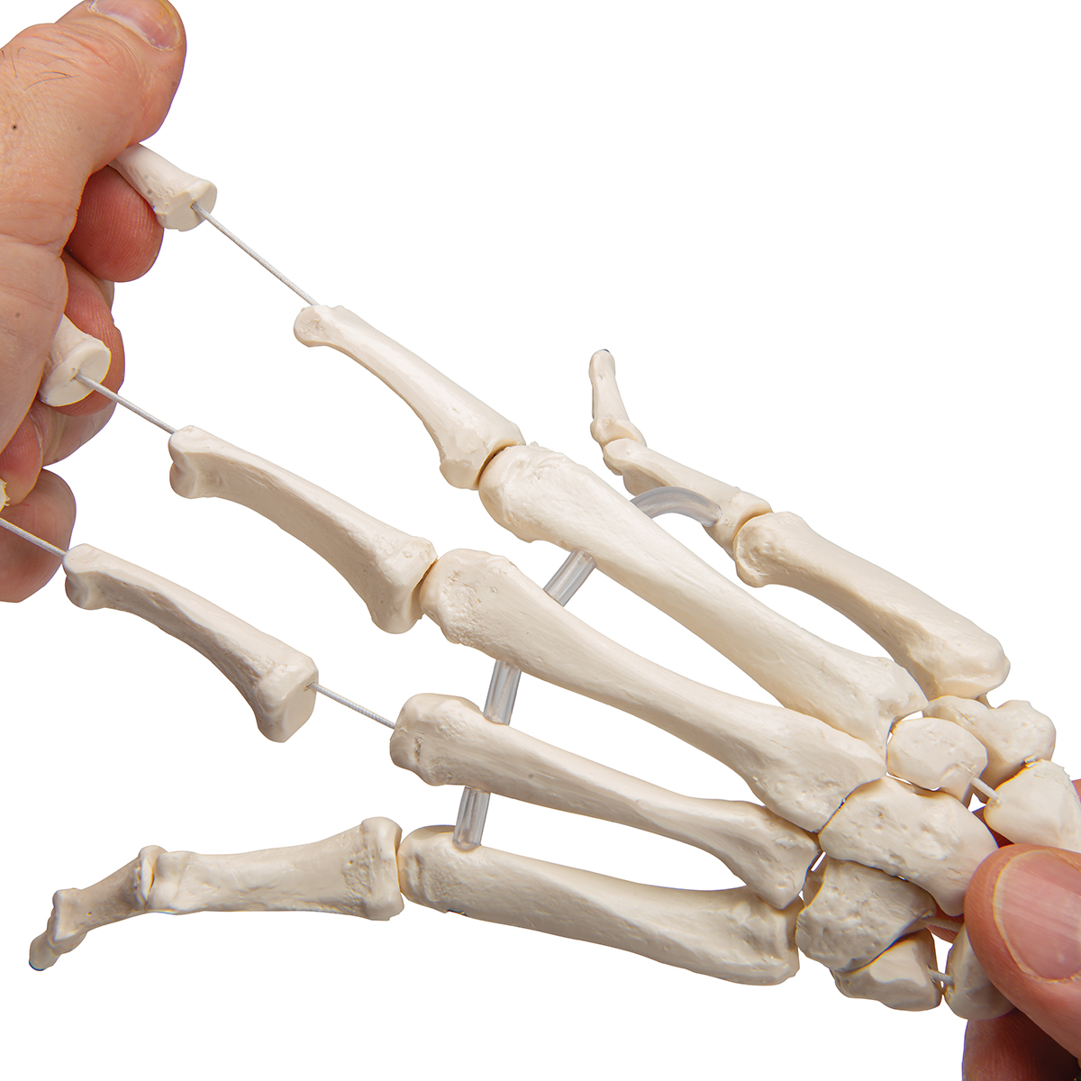 Hand bone. Скелет кисти. Человеческая кисть скелет. Скелет руки.