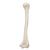 Human Humerus Model - 3B Smart Anatomy, 1019372 [A45/1], Arm and Hand Skeleton Models (Small)