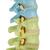Didactic Flexible Human Spine Model - 3B Smart Anatomy, 1000128 [A58/8], Human Spine Models (Small)