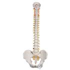 Highly Flexible Human Spine Model, Mounted on a Flexible Core - 3B Smart Anatomy, 1000130 [A59/1], Human Spine Models