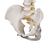 Highly Flexible Human Spine Model, Mounted on a Flexible Core - 3B Smart Anatomy, 1000130 [A59/1], Human Spine Models (Small)
