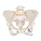 Human Female Pelvic Skeleton Model - 3B Smart Anatomy, 1000134 [A61], Genital and Pelvis Models