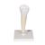 Lower Single-Root Pre-Molar Human Tooth Model - 3B Smart Anatomy, 1000242 [D10/3], Replacements (Small)