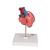 Classic Human Heart Model with Bypass, 2 part - 3B Smart Anatomy, 1017837 [G05], Heart Health and Fitness Education (Small)
