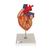 Human Heart Model with Bypass, 2 times Life-Size, 4 part - 3B Smart Anatomy, 1000263 [G06], Human Heart Models (Small)