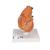 Classic Human Heart Model with Thymus, 3 part - 3B Smart Anatomy, 1000265 [G08/1], Human Heart Models (Small)