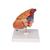 Classic Human Heart Model with Thymus, 3 part - 3B Smart Anatomy, 1000265 [G08/1], Human Heart Models (Small)