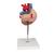 Human Heart Model, 2-times Life-Size, 4 part - 3B Smart Anatomy, 1000268 [G12], Heart Health and Fitness Education (Small)