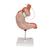 Human Stomach Model with Gastric Band, 2 part - 3B Smart Anatomy, 1012787 [K15/1], Digestive System Models (Small)