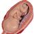 Pregnancy Models Series, 5 Embryo & Fetus Models on a Base - 3B Smart Anatomy, 1018633 [L11/9], Human (Small)