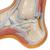Hollow Foot (Pes Cavus) Model - 3B Smart Anatomy, 1000356 [M32], Joint Models (Small)