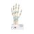 Hand Skeleton Model with Ligaments & Carpal Tunnel - 3B Smart Anatomy, 1000357 [M33], Arm and Hand Skeleton Models (Small)