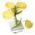 Canola Blossom (Brassica napus ssp. oleifera), Model, 1000531 [T21020], Dicotyledonous Plant Models (Small)