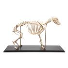 Dog Skeleton (Canis lupus familiaris), Size M, Specimen, 1020988 [T300091M], Predators (Carnivora)