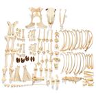 Bovine Cow skeleton (Bos taurus), with horns, disarticulated, 1020976 [T300121wU], Osteology
