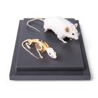 Mouse and Mouse Skeleton (Mus musculus) in Display Case, Specimens, 1021039 [T310011], Rodents (Rodentia)