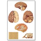 Human Central Nervous System Chart, 1001185 [V2034M], Brain and Nervous system