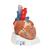Human Heart Model, 7 part - 3B Smart Anatomy, 1008548 [VD253], Human Heart Models (Small)