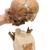 Replica Homo Neanderthalensis Skull (La Chapelle-aux-Saints 1), 1001294 [VP751/1], Anthropological Skulls (Small)