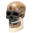 Replica Homo Sapiens Skull (Crô-Magnon), 1001295 [VP752/1], Anthropological Skulls