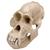 Orangutan Skull (Pongo pygmaeus), Male, Replica, 1001300 [VP761/1], Primates (Small)