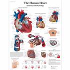The Human Heart Chart - Anatomy and Physiology, 4006679 [VR1334UU], Cardiovascular System